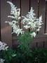 ASTILBE arendsii - imagine 33749